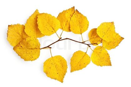 das Blatt/¨er
