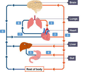 Circulatory System of a Mammal (7.3-7.6)