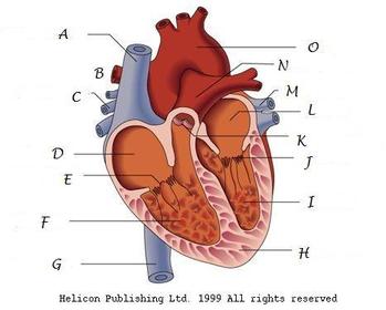 A - Anterior vena cava B - Right pulmonary artery C - Right pulmonary vein D - Right Atrium E - Right atrioventricular valve F - Right ve...
