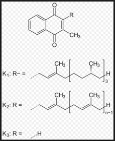 Vitamin K und γ-Carboxyglutamat