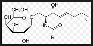 Cerebrosid