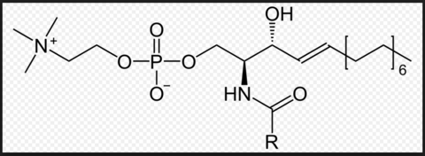 Sphingomyelin