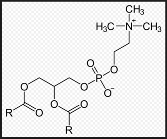 Phosphatidylcholin