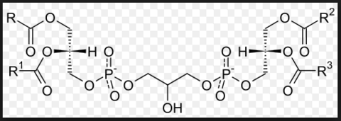 Diphosphatidylglycerin (Cardiolipin)