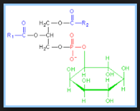 Phosphatidylinositol