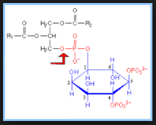 Reaktion Phosphatidylinositol (PI) zu Phosphatidylinositol-4,5-biphosphat (PIP2)