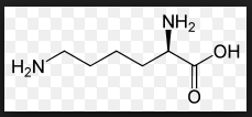 basische Aminosäure