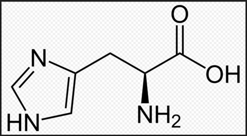 basische Aminosäure
