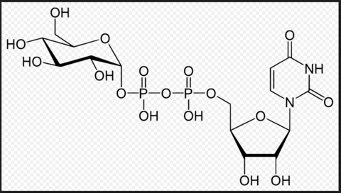 UDP-Glucose