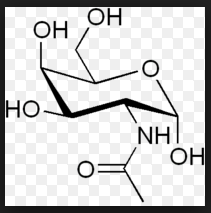 N-Acetylgalactosamin (GalNAc)