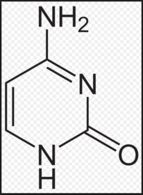 Cytosin