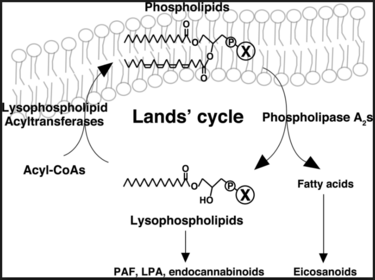 Reaktion: Phospholipid zu Lysophospholipid (Phospholipase A, C, D und A2)