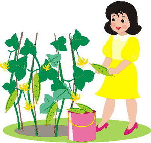 to grow cucumbers