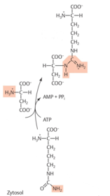 Reaktion: Citrullin mit Aspartat zu Argininosuccinat