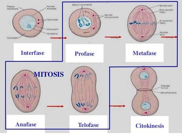 MEIOSIS Proceso de división celular, propio de las células reproductoras, en el que se reduce a la mitad el número de cromosomas.