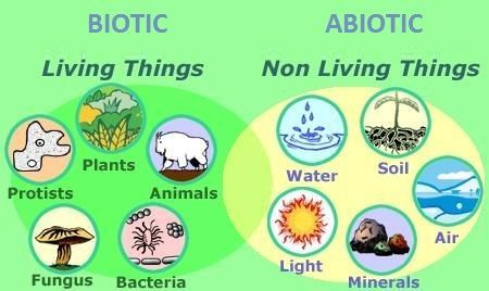 What is biotic factors?