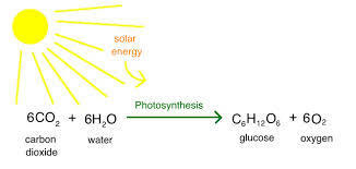 What is photosynthesis?