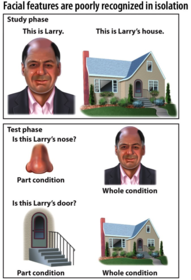 Facial features are poorly recognized in isolation