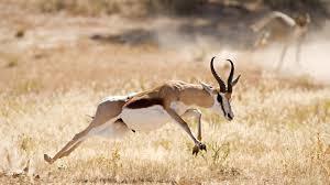 What is a prey?