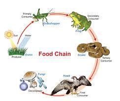 What is a food chain?
