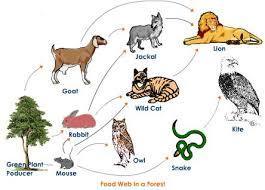 What is a food web?