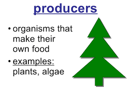 What is a producer?
