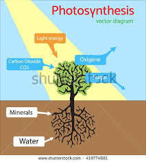 What is photosynthesis?