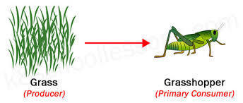 What is a primary consumer?