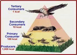 What is tertiary consumer?