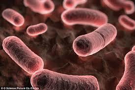 What is a plague?