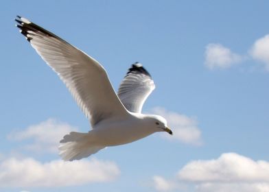 Fly