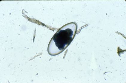 Strongyle