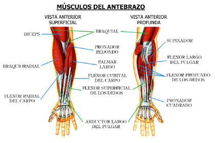 DORSALES Músculo supinador corto: Origen: Epicóndilo del húmero y cúbito Inserción: Radio Movimientos: Supinador Observaciones: Forma par...