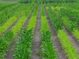 Alluvial Soil (Flash Cards)