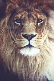 Hay un león nuevo en el zoo