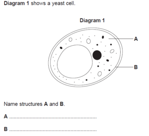 A = cytoplasm B = (cell) membrane