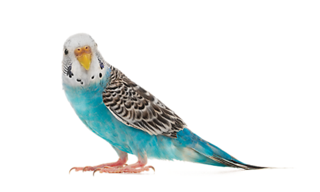 A BIRD