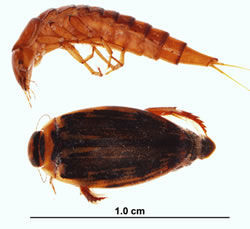 Coleoptera dystiscidae