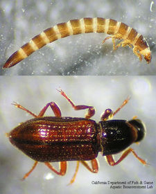 Coleoptera elmidae