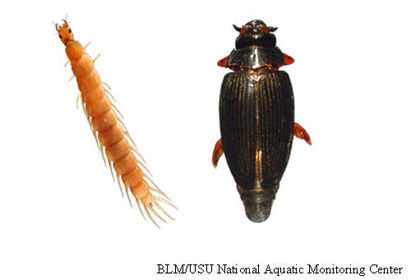 Coleoptera gyrinidae