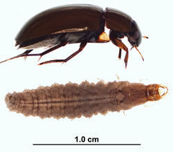 Coleoptera hydrophilidae