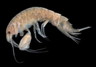 Crustacea amphipoda