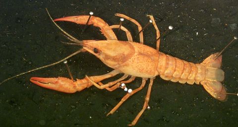 Decapoda