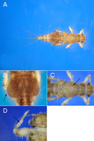 Ephemeroptera caenidae