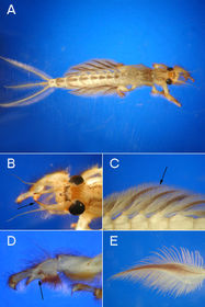 Ephemeroptera ephemeridae
