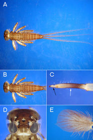 Ephemeroptera heptageniidae