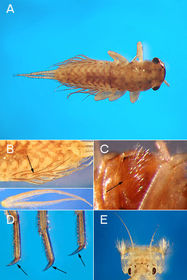 Ephemeroptera leptophlebiidae