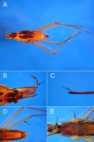 Hemiptera gerridae