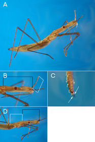 Hemiptera hydrometridae
