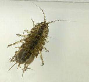 Isopoda asellidae